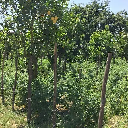 ファームステイ Il Convento